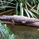 Illustration for article titled Sunday Crocodilian - Crocodylus johnstoni Edition